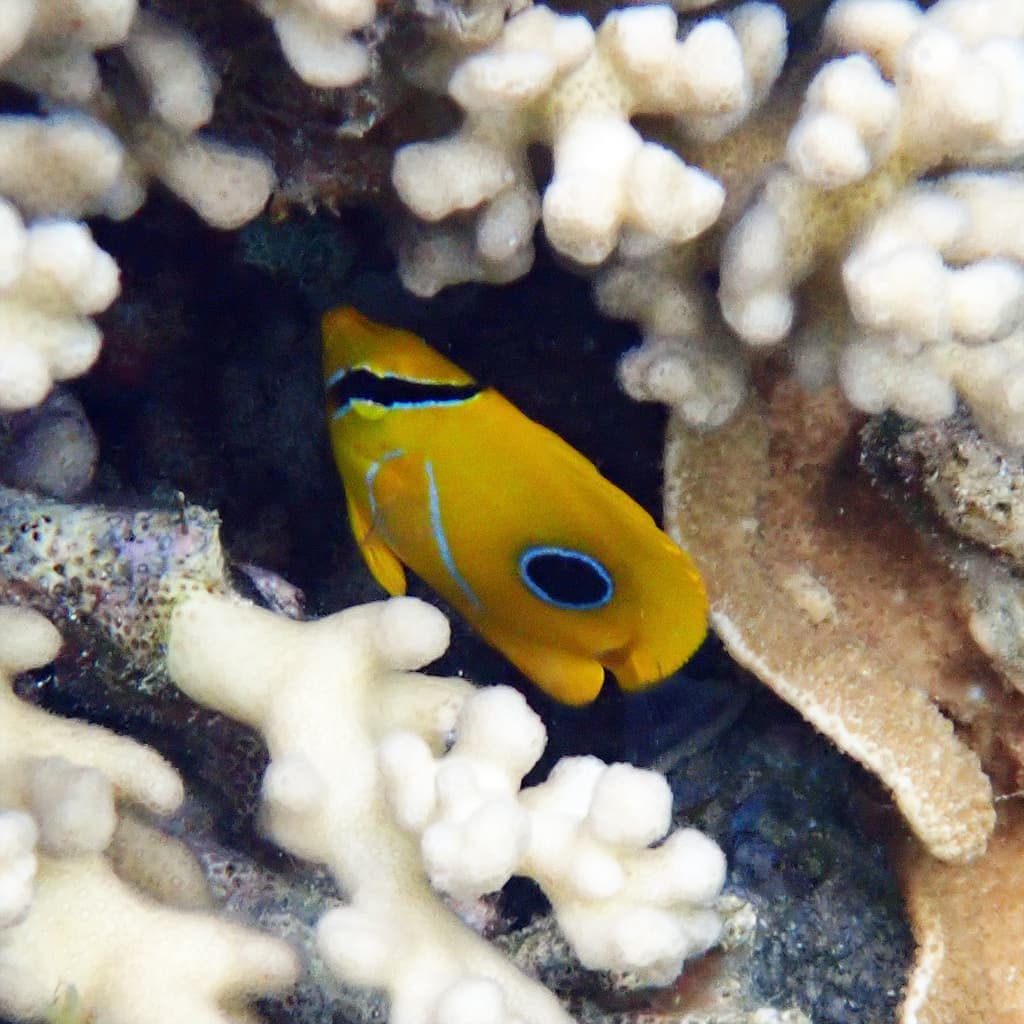 Bluelashed Butterflyfish showing brilliant blue lines around the eye