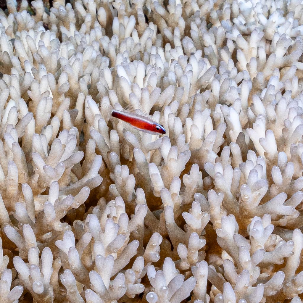 Brahm Eviota in a marine aquarium