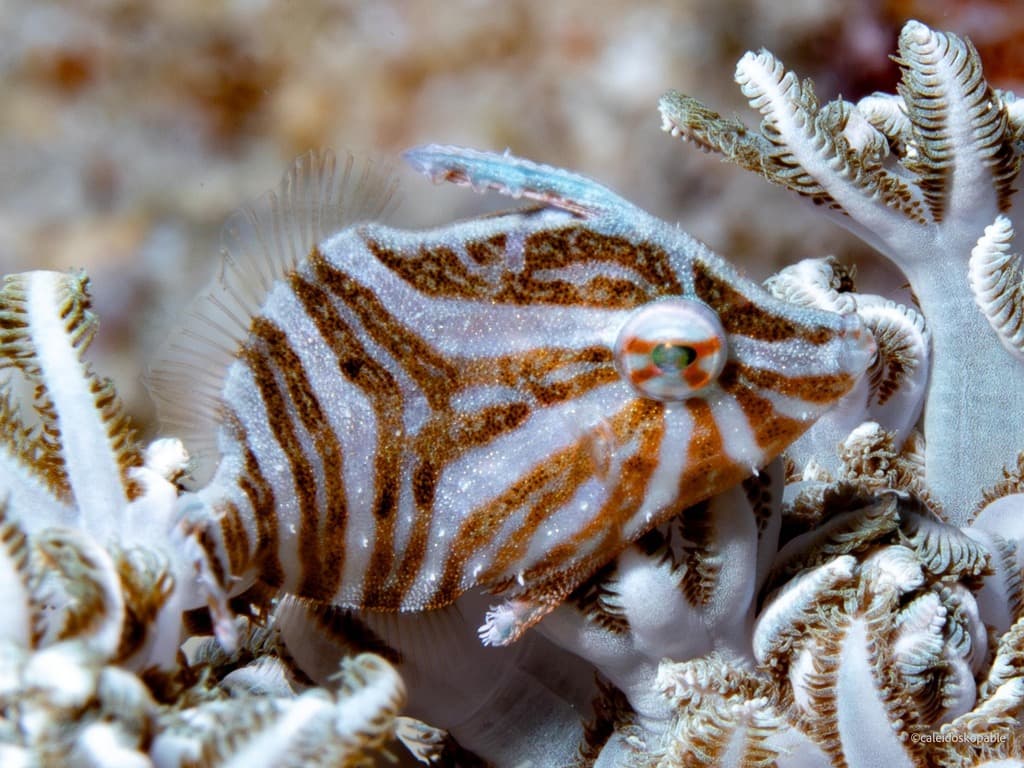 Bristletail Filefish in a marine aquarium