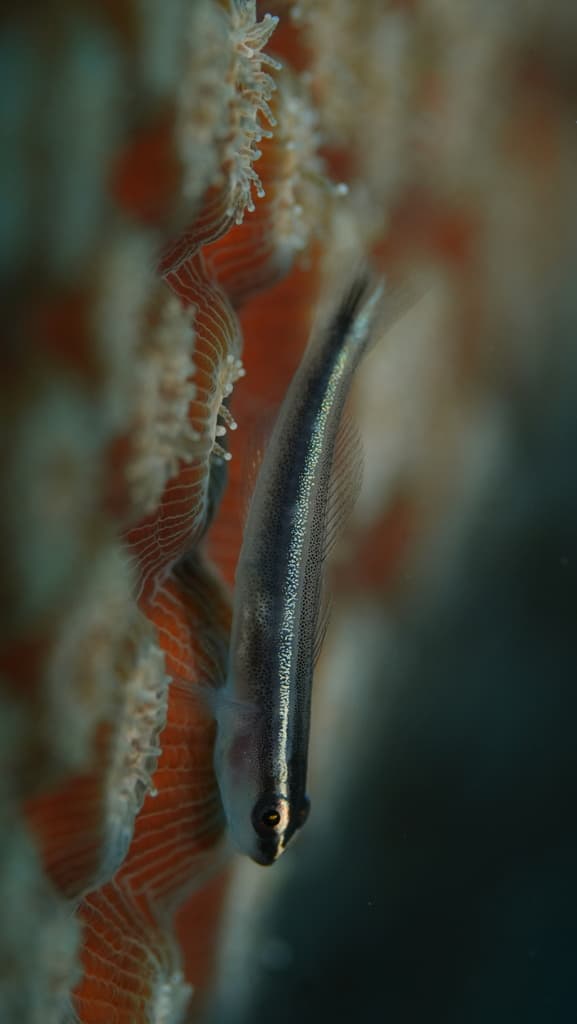 Broadstripe Goby in a marine aquarium