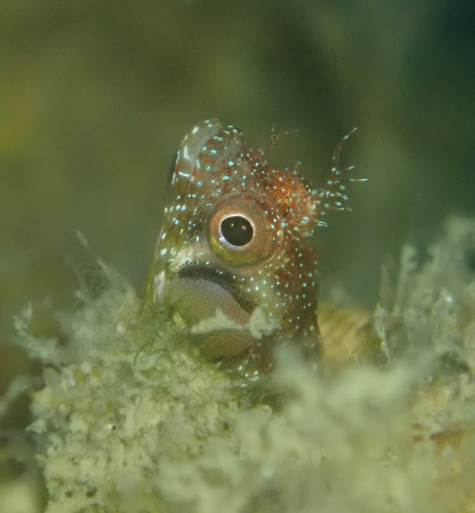 Browncheek Blenny peering from its tube