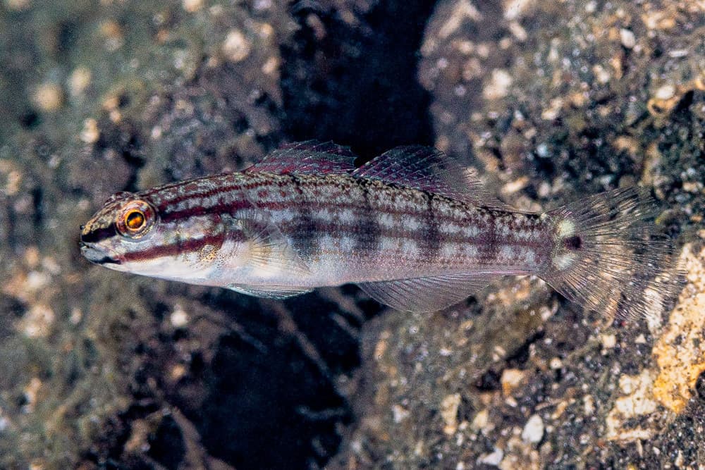 Buan Sand Goby in a marine aquarium