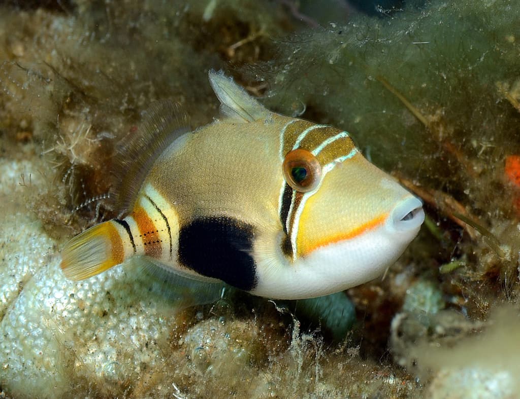 Bursa Triggerfish in a marine aquarium
