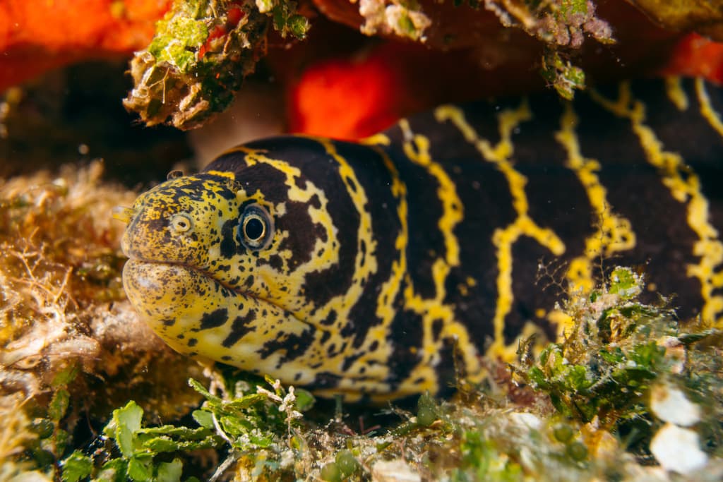 Chainlink Moray Eel