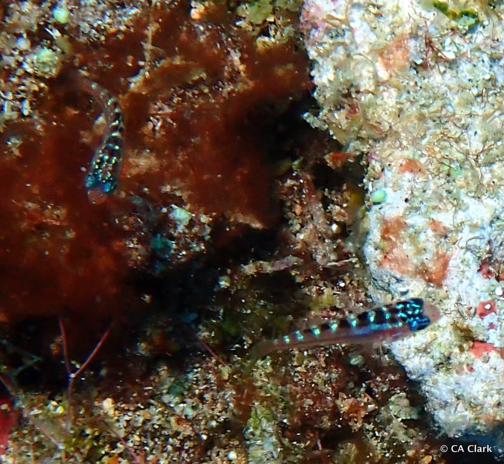 Chalk Bass Goby in a marine aquarium