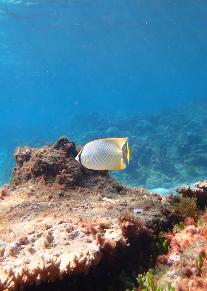 Chevron Butterflyfish displaying distinctive V-shaped markings