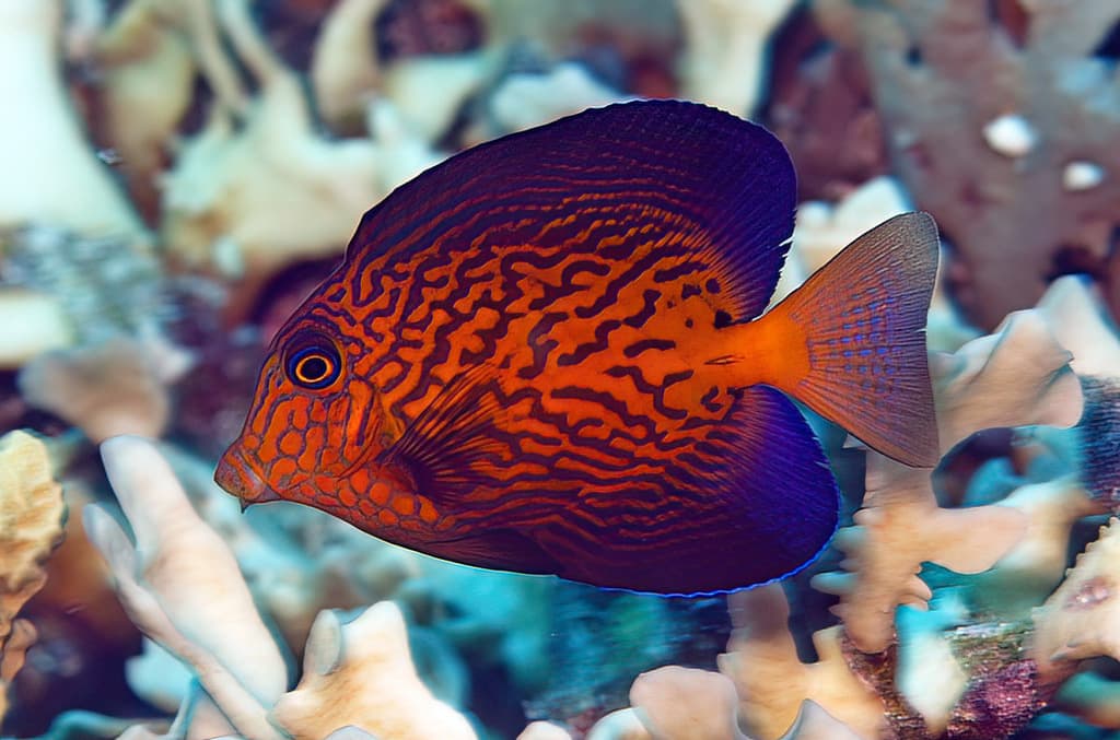 Chevron Tang in a marine aquarium