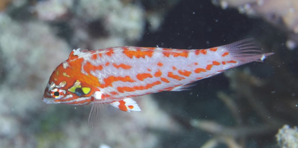 Choat Leopard Wrasse displaying red and white patterning in a reef aquarium