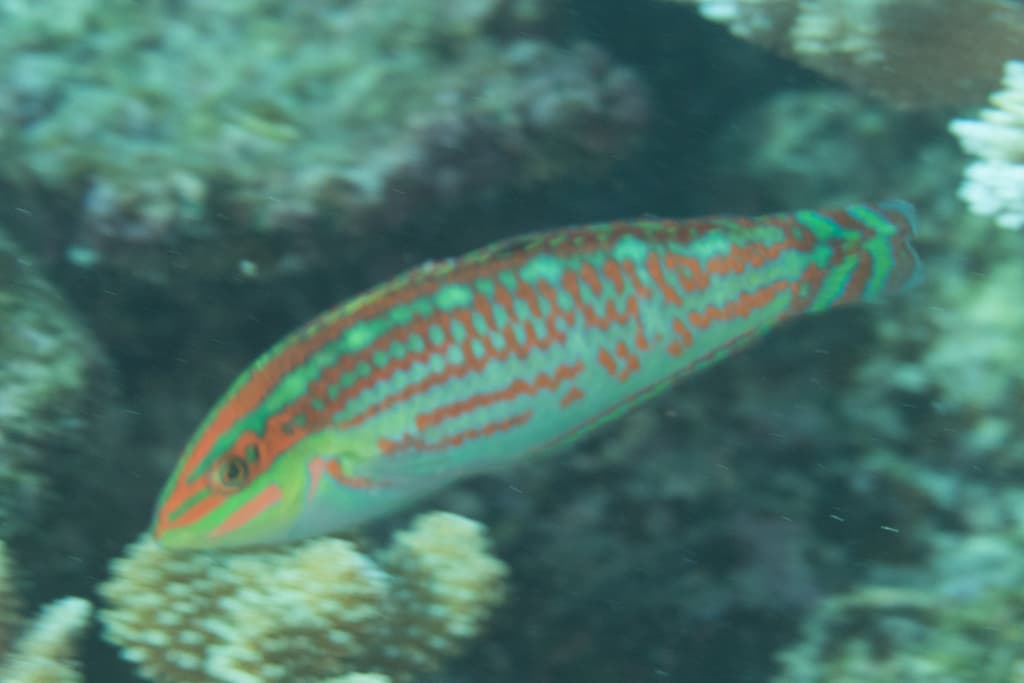Christmas Wrasse