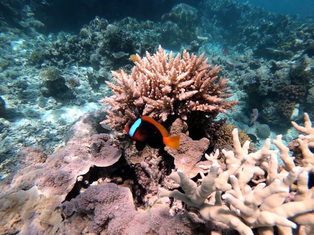 Cinnamon Clownfish in a marine aquarium