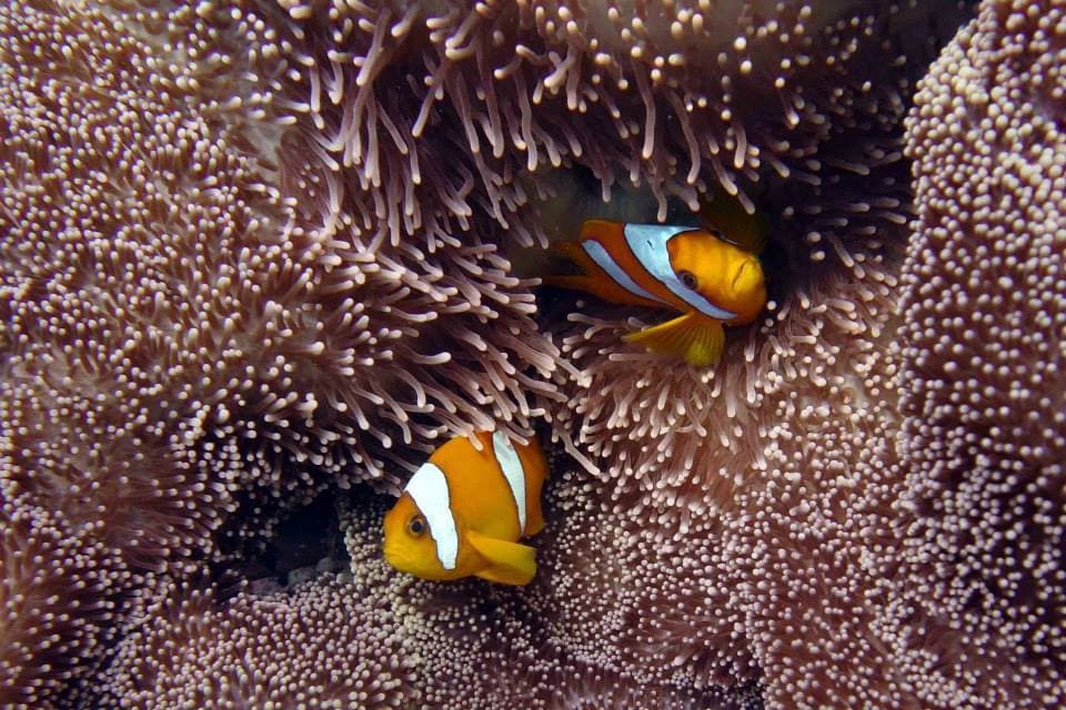 Clark's Clownfish in a marine aquarium