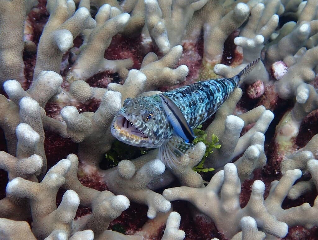 Bluestreak Cleaner Wrasse