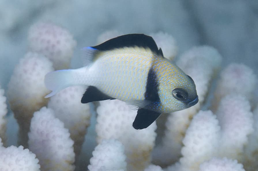 Cloudy Damselfish in a marine aquarium
