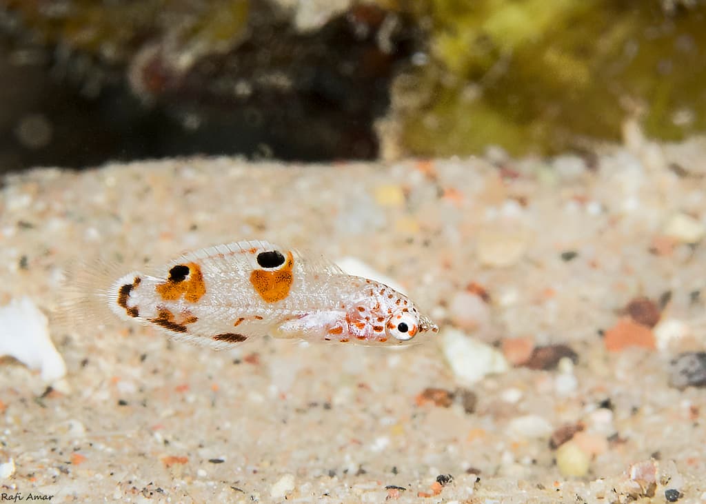 Clown Coris wrasse in a marine aquarium