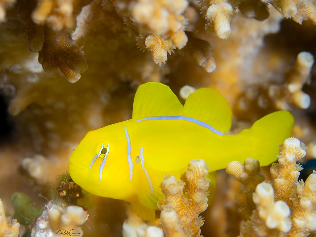 Clown Goby (Citrinus) in a marine aquarium