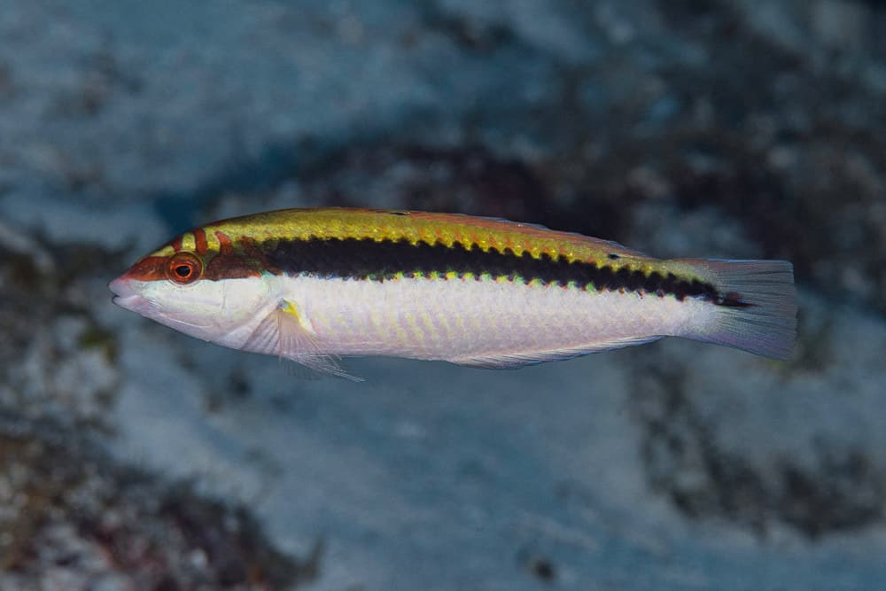 Clown Wrasse displaying colorful spotted pattern in a reef aquarium