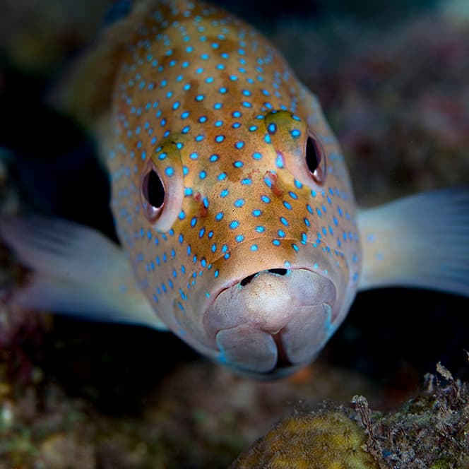 Coney grouper displaying reddish-brown coloration with blue spots