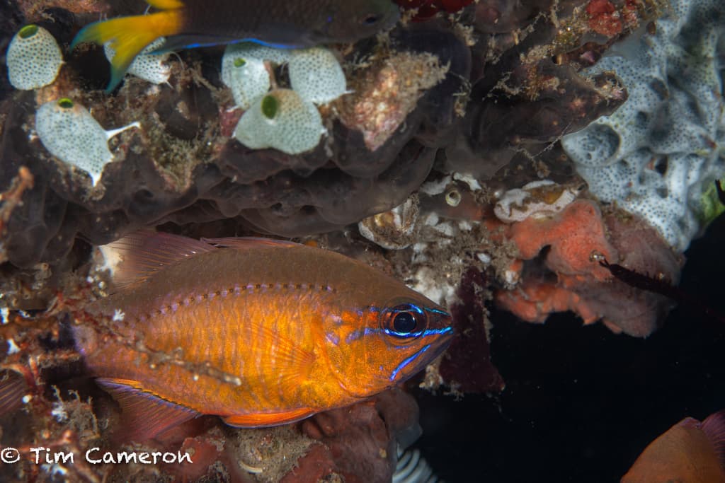 Copper Cardinalfish in a marine aquarium