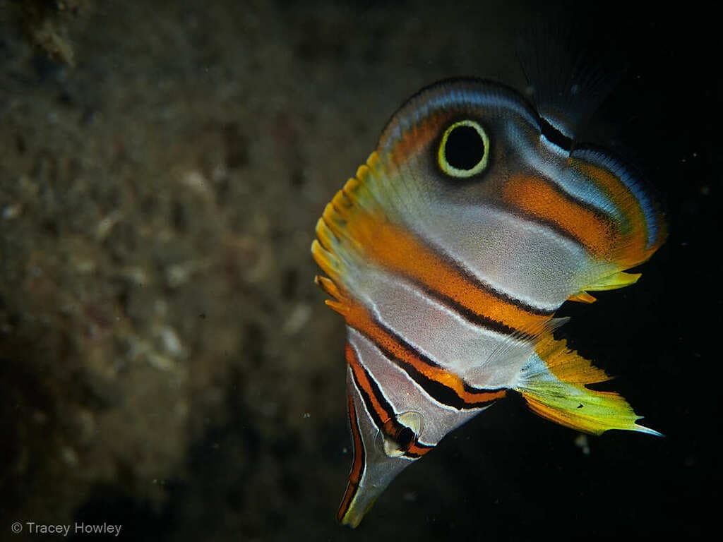 Copperband Butterflyfish in a marine aquarium
