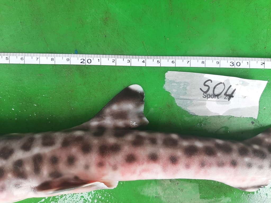 Coral Cat Shark resting on sandy bottom