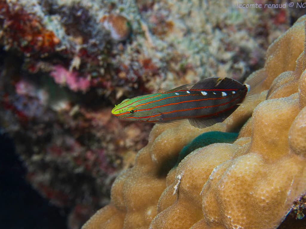 Court Jester Goby