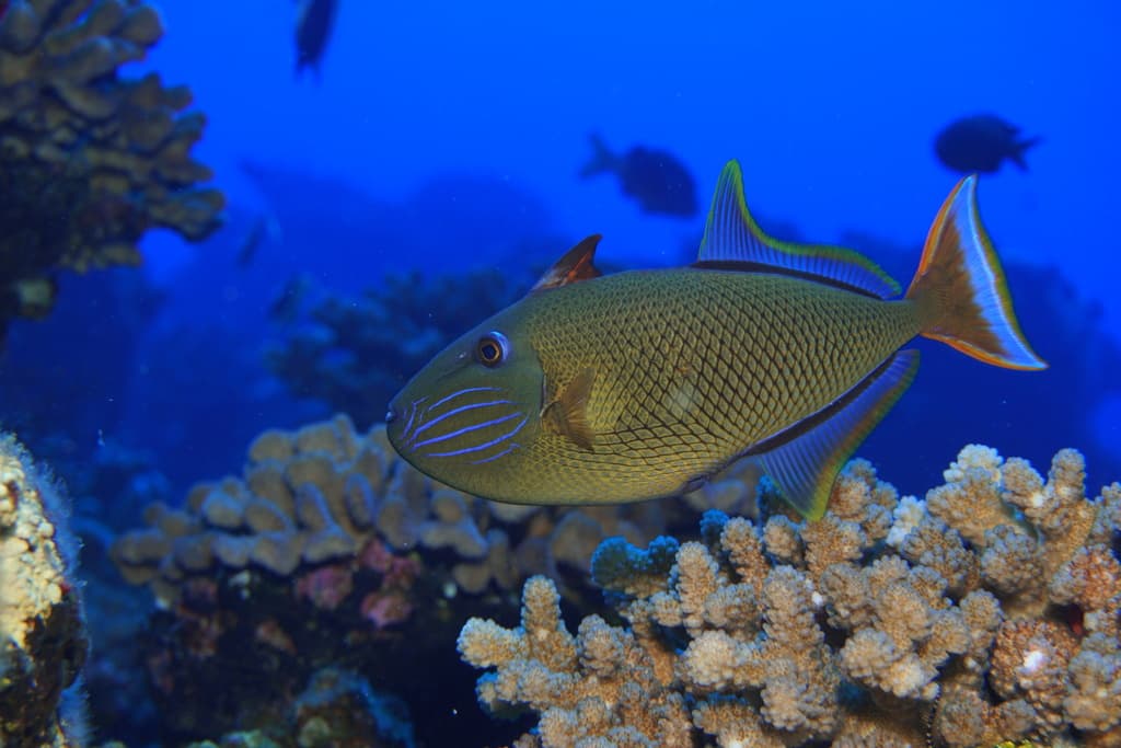 Crosshatch Triggerfish