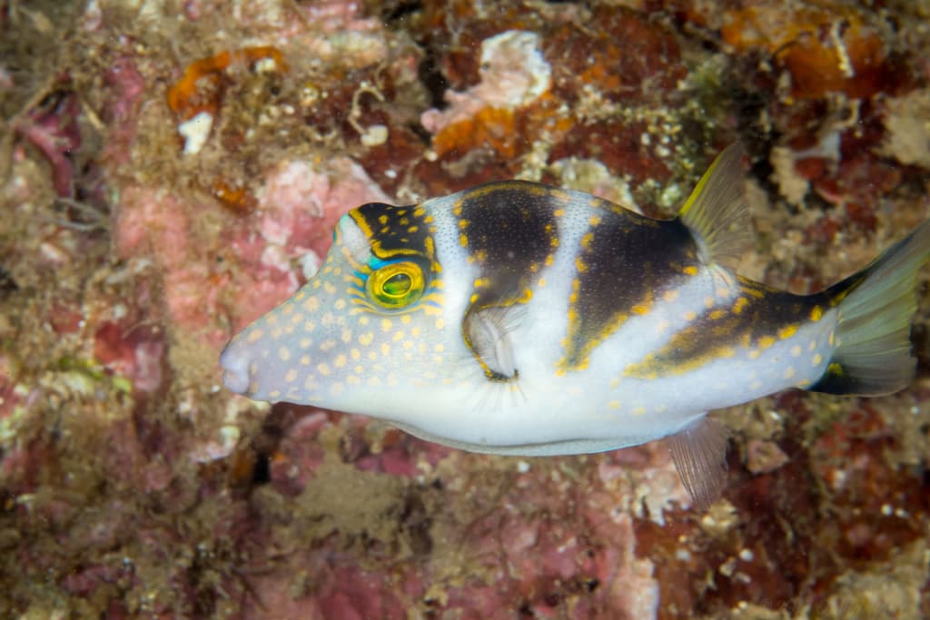 Crowned Toby in a marine aquarium