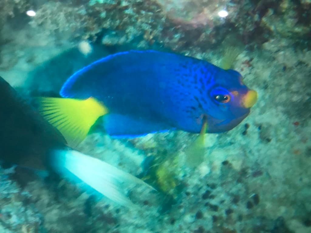 Debelius Angelfish in a marine aquarium