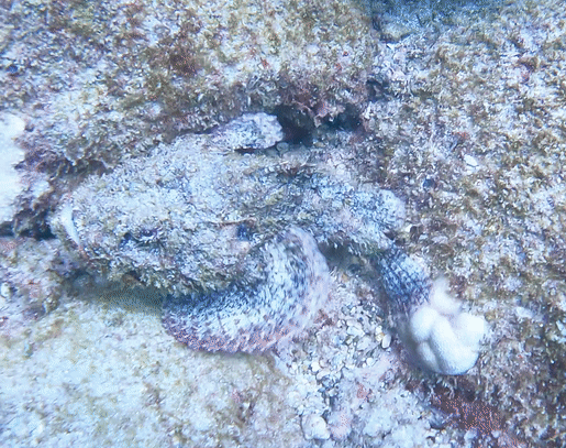 Devil Scorpionfish in a marine aquarium