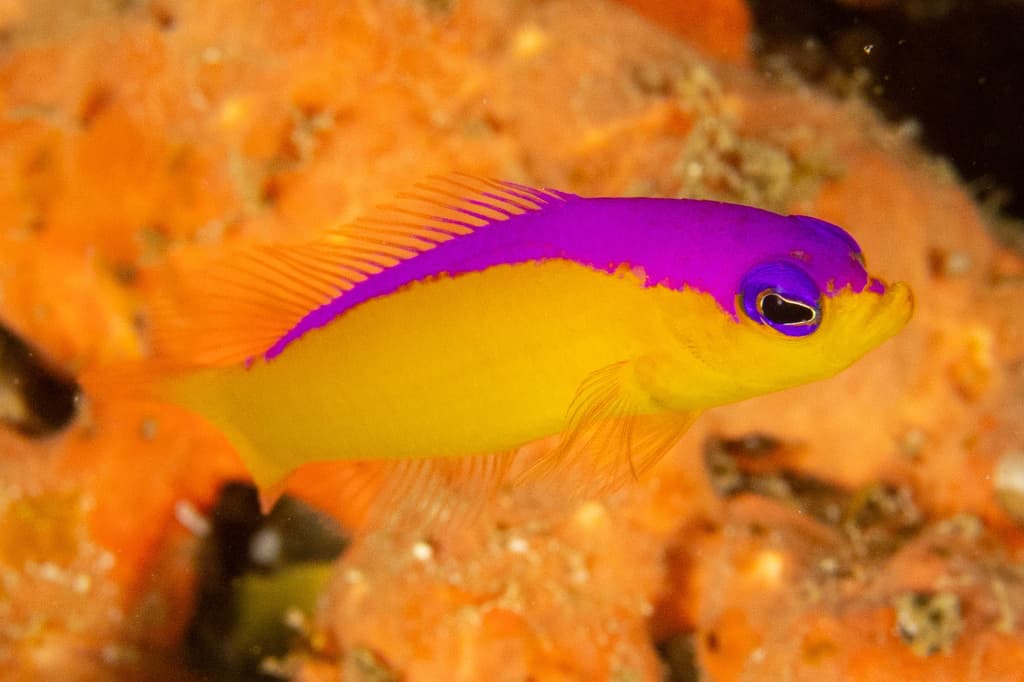 Diadem Dottyback in a marine aquarium