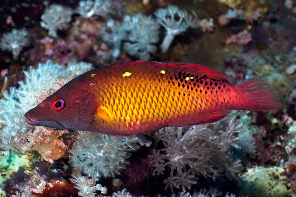 Diana's Hogfish displaying red-brown body with white spots in a marine aquarium