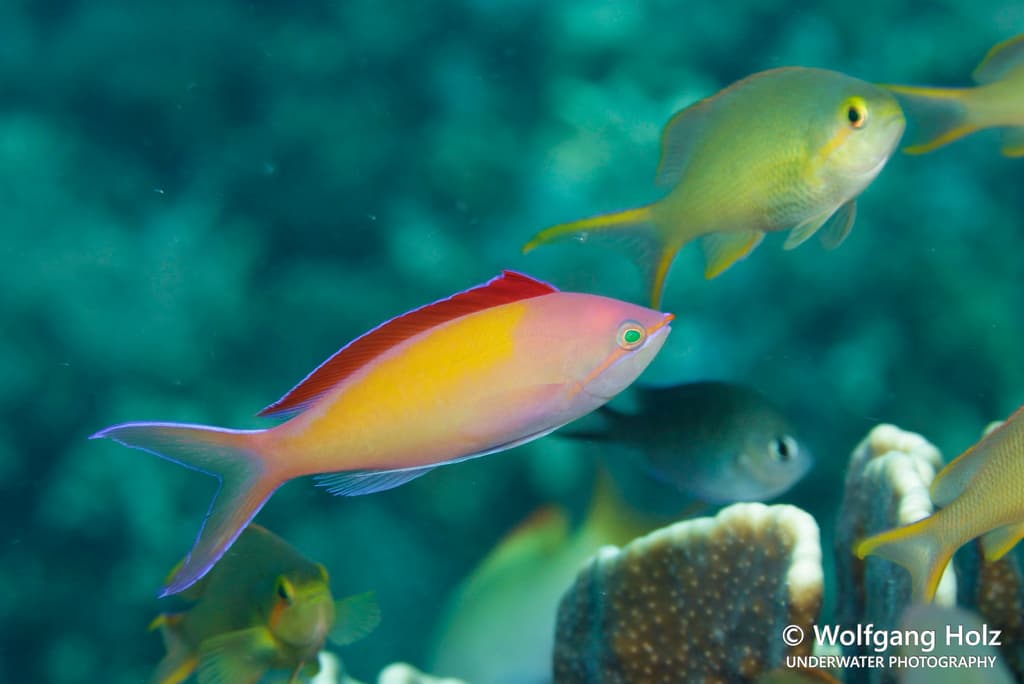 Dispar Anthias
