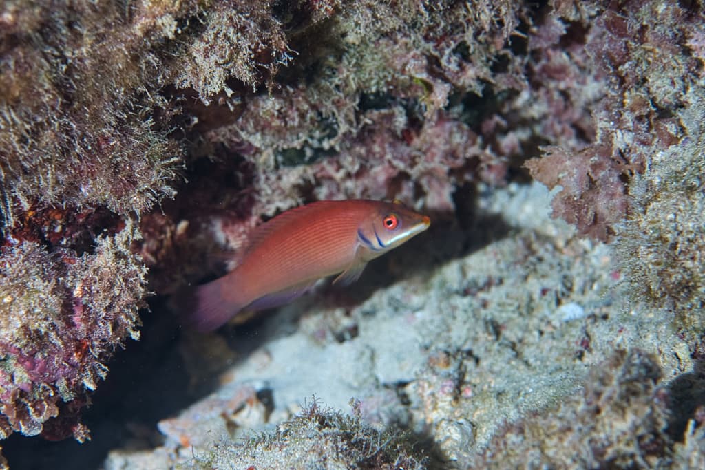 Divided Wrasse displaying red and white striated pattern