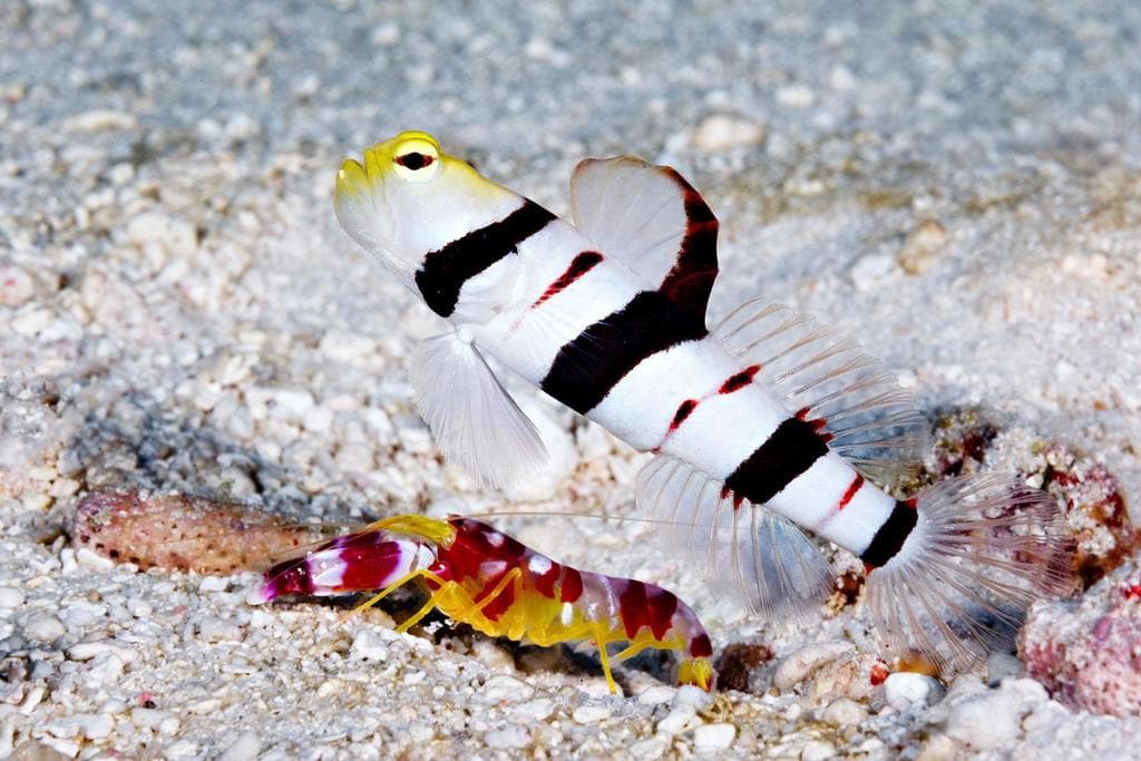 Dracula Goby in a marine aquarium