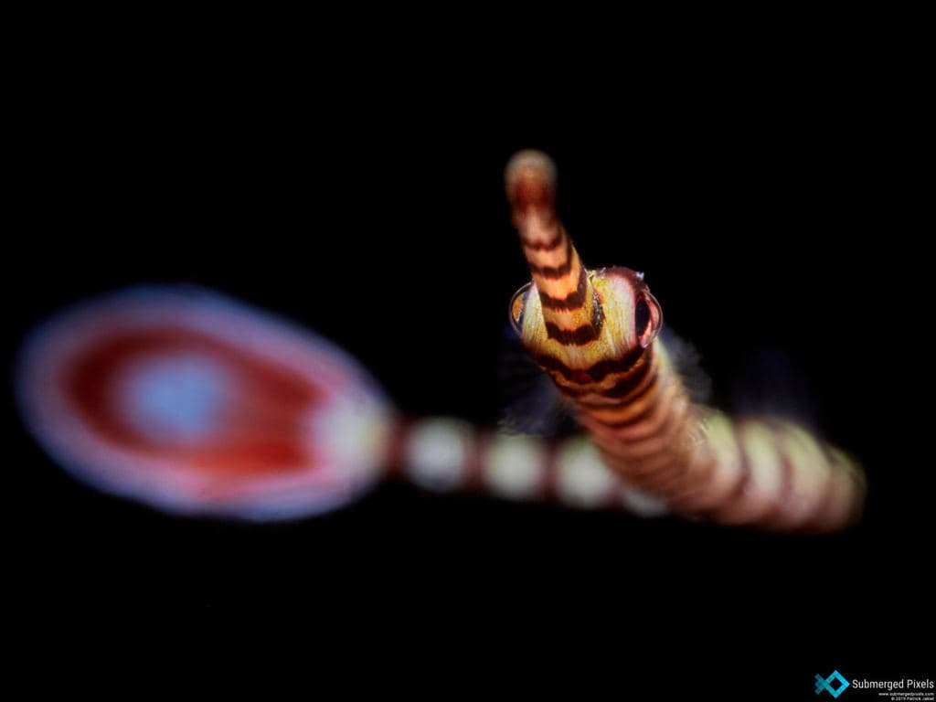 Dragon Pipefish in a marine aquarium