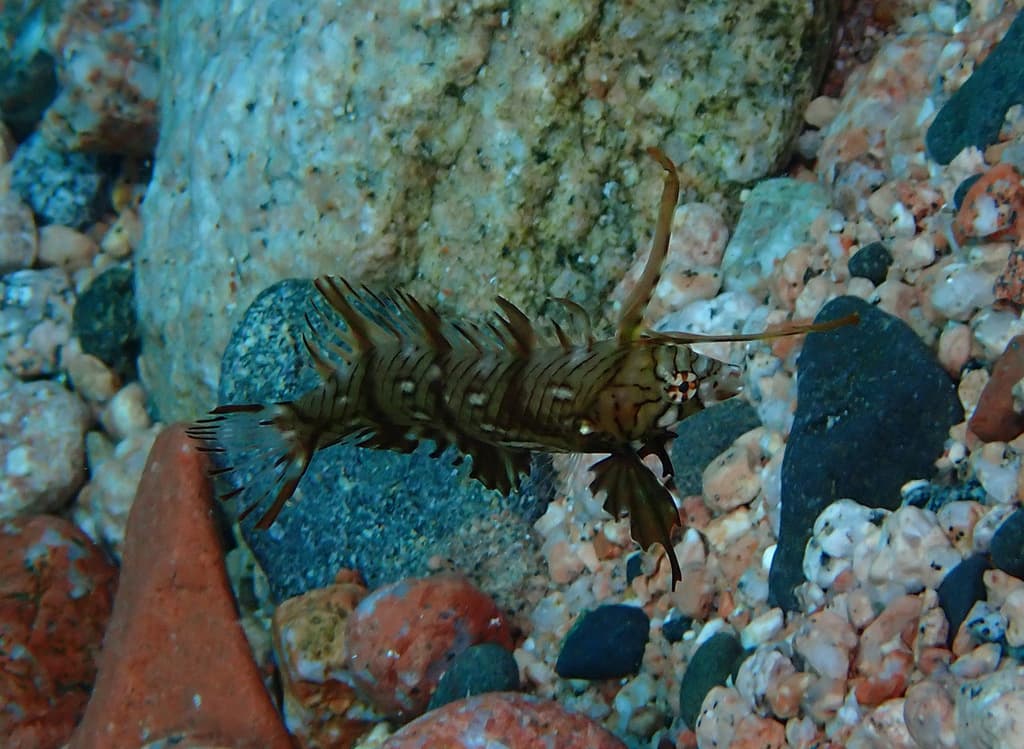 Dragon Wrasse in a marine aquarium