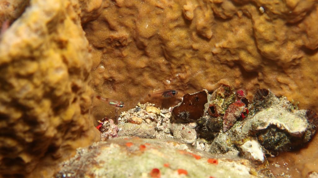 Dusky Cardinalfish in a marine aquarium
