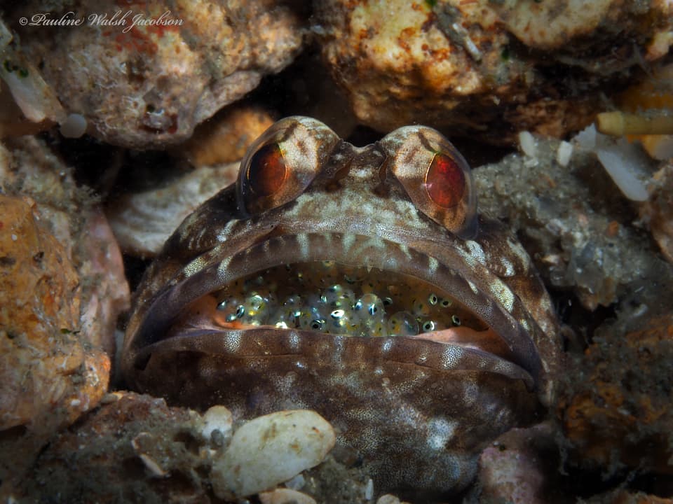Dusky Jawfish hovering above its burrow
