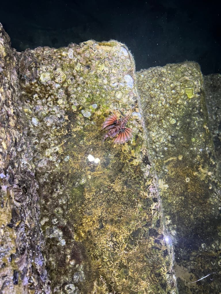 Dwarf Lionfish in a marine aquarium