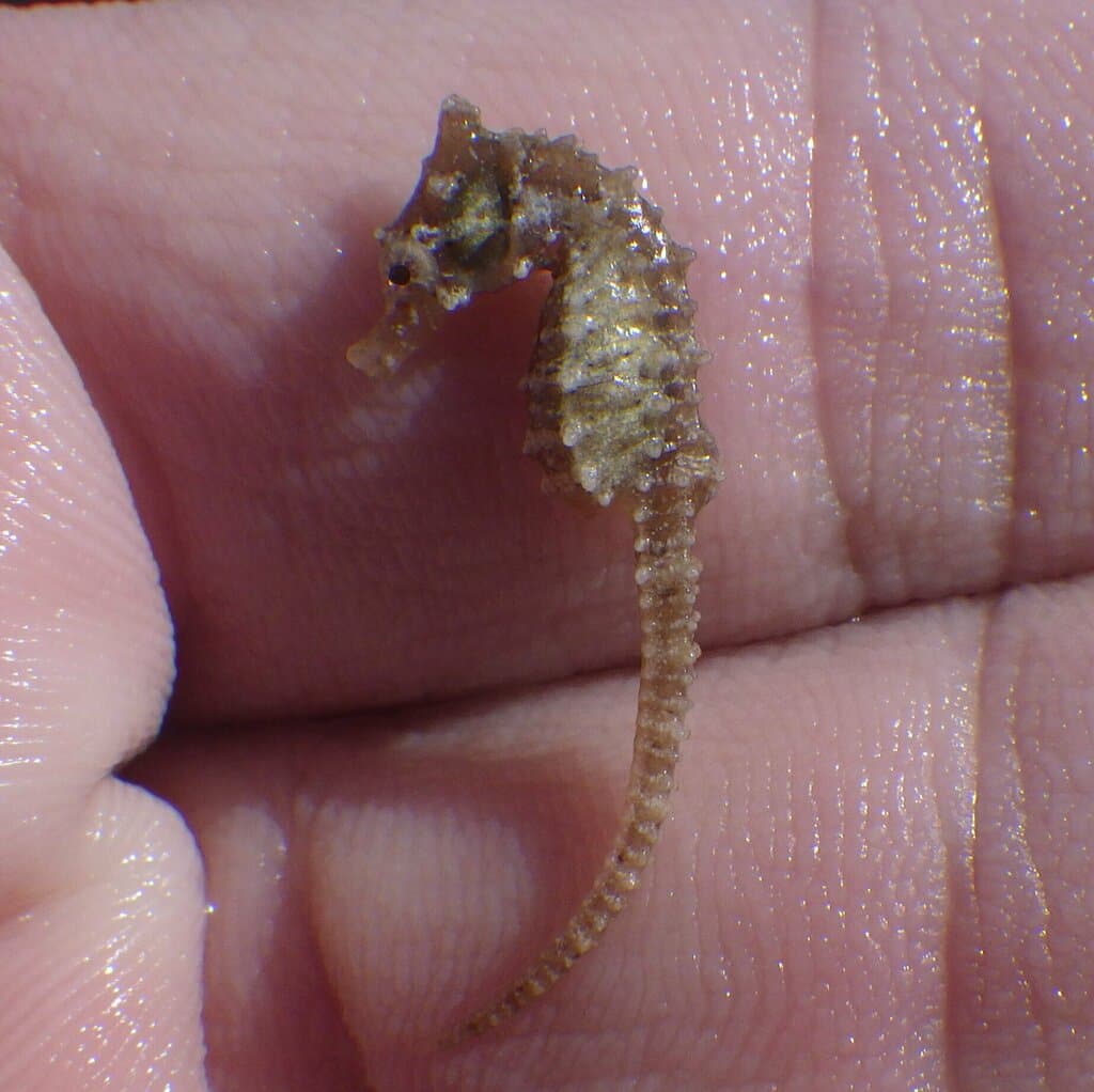 Dwarf Seahorse clinging to seagrass with prehensile tail