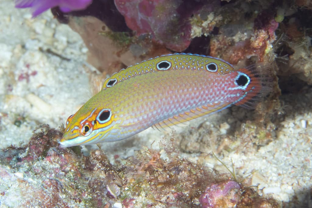 Earmuff Wrasse in a marine aquarium