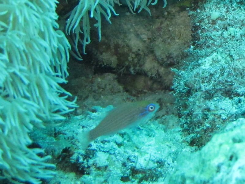 Eightline Wrasse