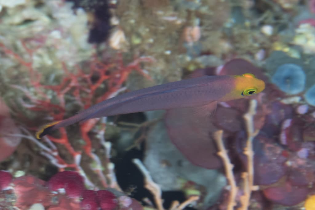 Elongate Dottyback in a marine aquarium