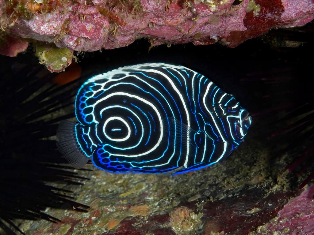 Adult Emperor Angelfish showing yellow and blue horizontal stripes