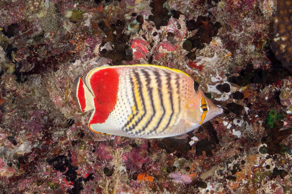 Eritrean Butterflyfish displaying its warm golden coloration and masked face