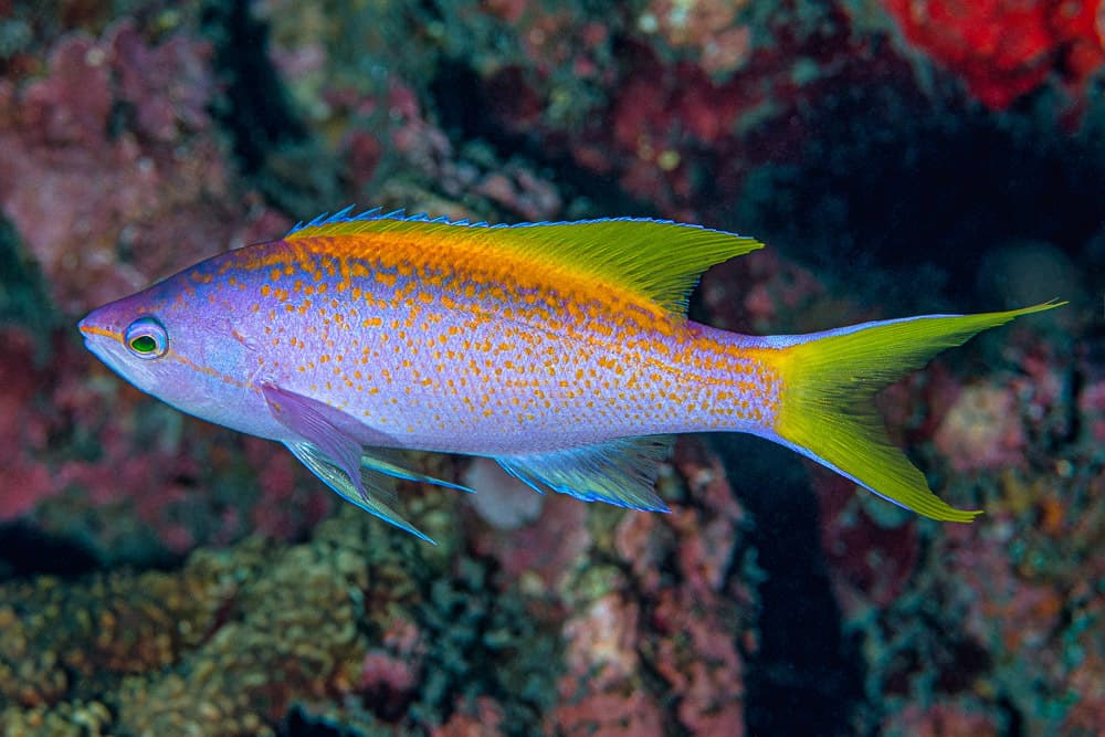 Evansi Anthias in a marine aquarium