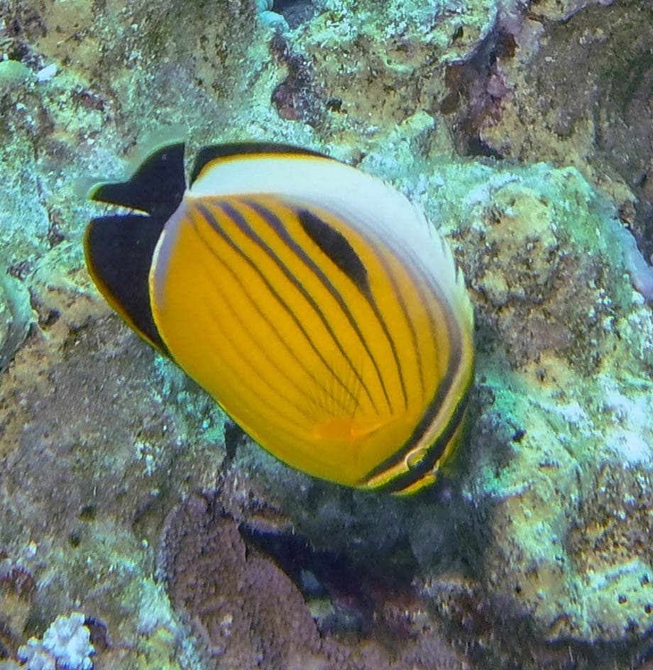 Exquisite Butterflyfish displaying bold black and white chevron pattern