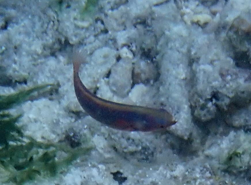 Exquisite Fairy Wrasse in a marine aquarium