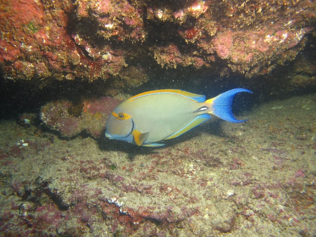 Eyestripe Surgeonfish in a marine aquarium