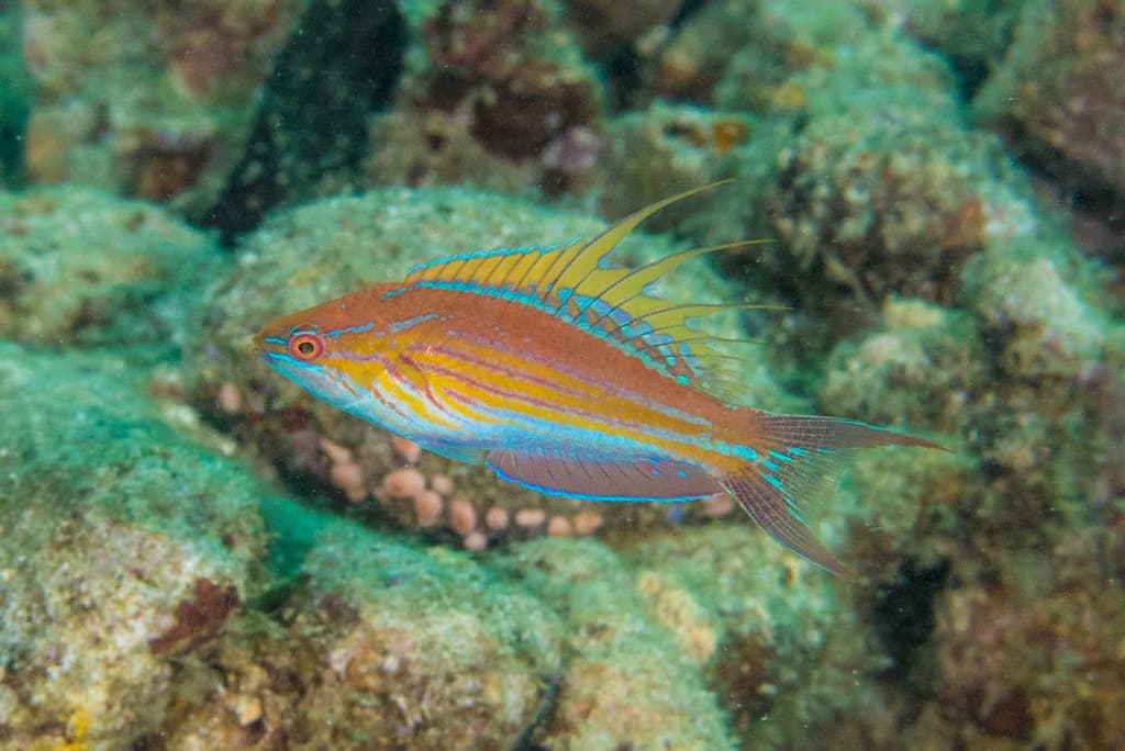 Filamented Fairy Wrasse in a marine aquarium